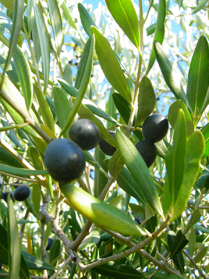 Podere Millefiori - Olivenernte
