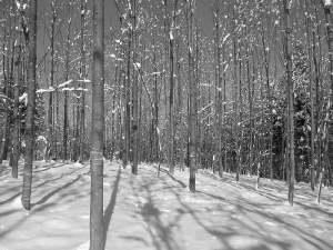 Winterspaziergang im Ustermer Wald